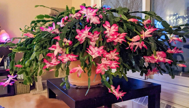 Live Christmas cactus plant with pink star-shaped blooms in a pot