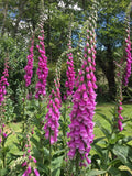 Pacific NW Giant Foxglove Mix 20,000 Seeds Digitalis Purpurea *Shelley Garden Plants