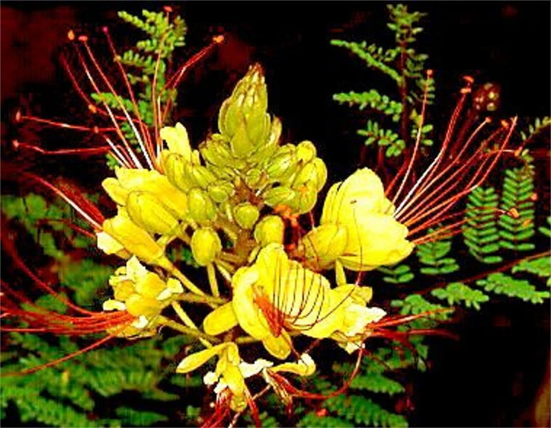 Caesalpinia Gilliesii 10 Seeds Shrub Bush Tree Yellow Bird of Paradise Flowers Flowering Plants