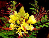 Caesalpinia Gilliesii 10 Seeds Shrub Bush Tree Yellow Bird of Paradise Flowers Flowering Plants