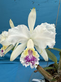 Cattleya lueddemanniana (ÔMargaretÕ Semi Alba AM X Self) Fragrant Orchid 2Ó Pot Orchids