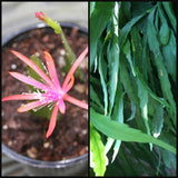 (2) Epiphyllum CUTTINGS ~Georges Favorite~ 6"- 8" Long Orchid Cactus Succulent Orchids
