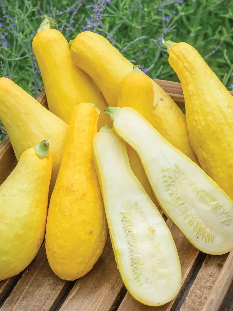 20+ PROLIFIC STRAIGHTNECK SUMMER SQUASH FRESH FOR GARDENS Garden Plants