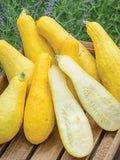 20+ PROLIFIC STRAIGHTNECK SUMMER SQUASH FRESH FOR GARDENS Garden Plants