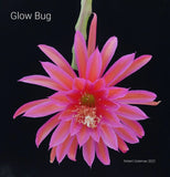 Epiphyllum 'Glow Bug' Unrooted Cutting - Rare Orchid Cactus - Beautiful! Orchids