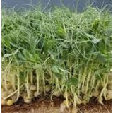 Green Pea Sprouting Seeds Microgreen Shoot Planting Edible High Germ - 100 seeds Garden Plants