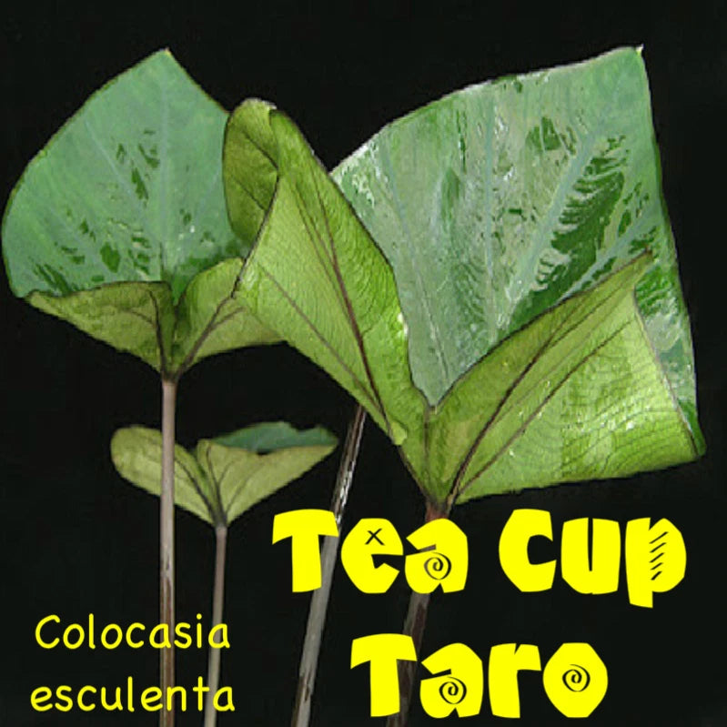 TEA CUP TARO Colocasia esculenta KALO Ornamental ELEPHANT EAR Live Starter Plant Orchids