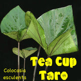 TEA CUP TARO Colocasia esculenta KALO Ornamental ELEPHANT EAR Live Starter Plant Orchids