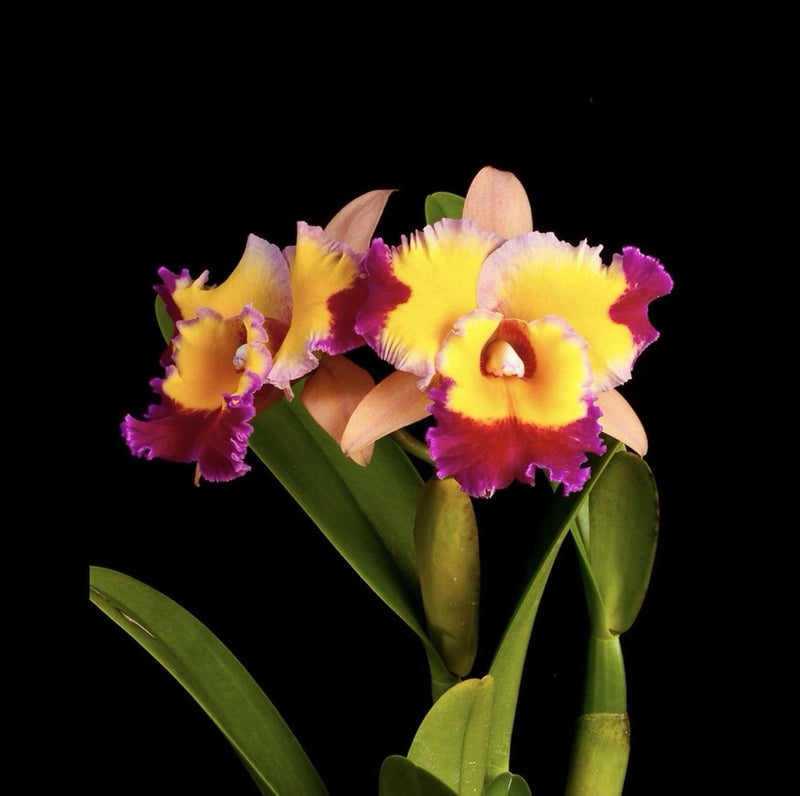 Colorful orchid flowers with pink, yellow, and purple ruffled petals on green stems
