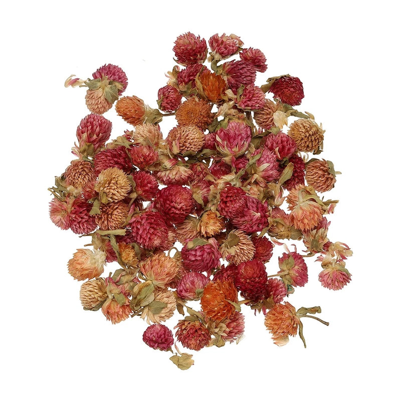 NaturalÊDriedÊFlowerÊSet,ÊDriedÊPressedÊFlowers (Globe Amaranth) Dried Flower