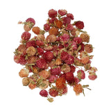 NaturalÊDriedÊFlowerÊSet,ÊDriedÊPressedÊFlowers (Globe Amaranth) Dried Flower