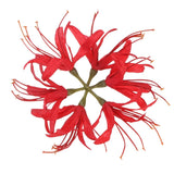 Artificial Flower Heads (7 Inch, Red) 1 PCS - Spider Lily Silk Flowers Lily