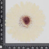 One Piece Real Pressed Dried daisy Flower, Natural color White Flower FHT45 #6 Dried Flower