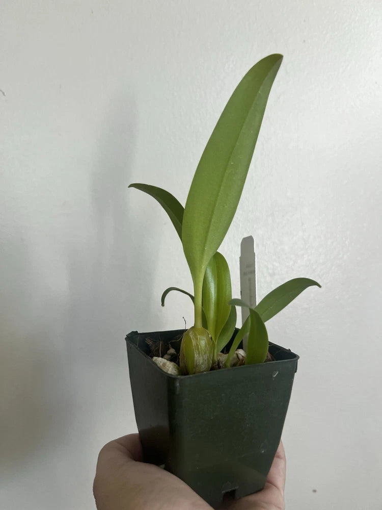 Mini orchid plant in dark plastic pot, green leaves and buds