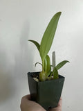 Bulbophyllum lobbii Spots Mini Orchid  Bulbo Orchid Bulbophyllum Orchid Species Orchids