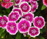 500+ Ann Boyden Dianthus Seeds US SELLER Annual Flowers Seed Carnation Bulk Garden Plants