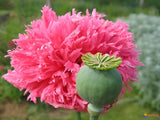 1,000 Double Pink Peony Poppy Seeds - P. Somniferum Large Stunning Pink Blooms Peony
