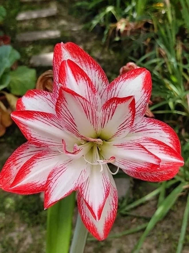 Amaryllis lily bulb with red-and-white striped flowers, two blooms shown