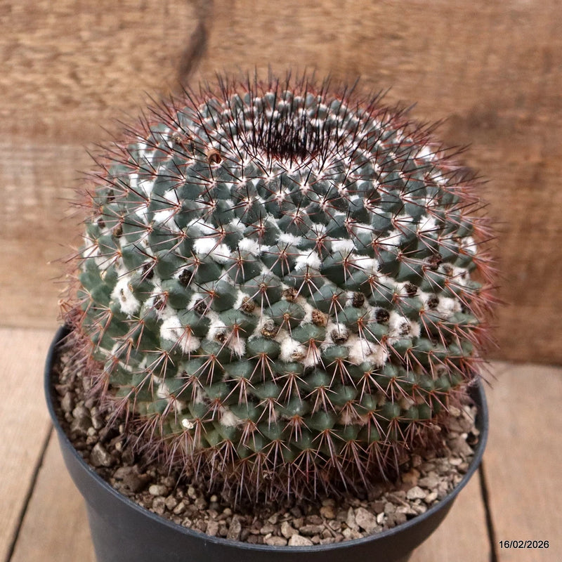D7797 MAMMILLARIA NEOSCHWARZEANA pot18-H15-W16 cm MaMa Cactus Green Plant