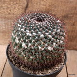 D7797 MAMMILLARIA NEOSCHWARZEANA pot18-H15-W16 cm MaMa Cactus Green Plant