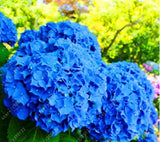 20 SEEDS for Royal Blue HYDRANGEA RARE flower exotic bush home plant USA Seller Hydrangea