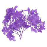 10g Mini Dried Hydrangea Flower Natural Pressed Flower Real Hydrangeas Purple Dried Flower