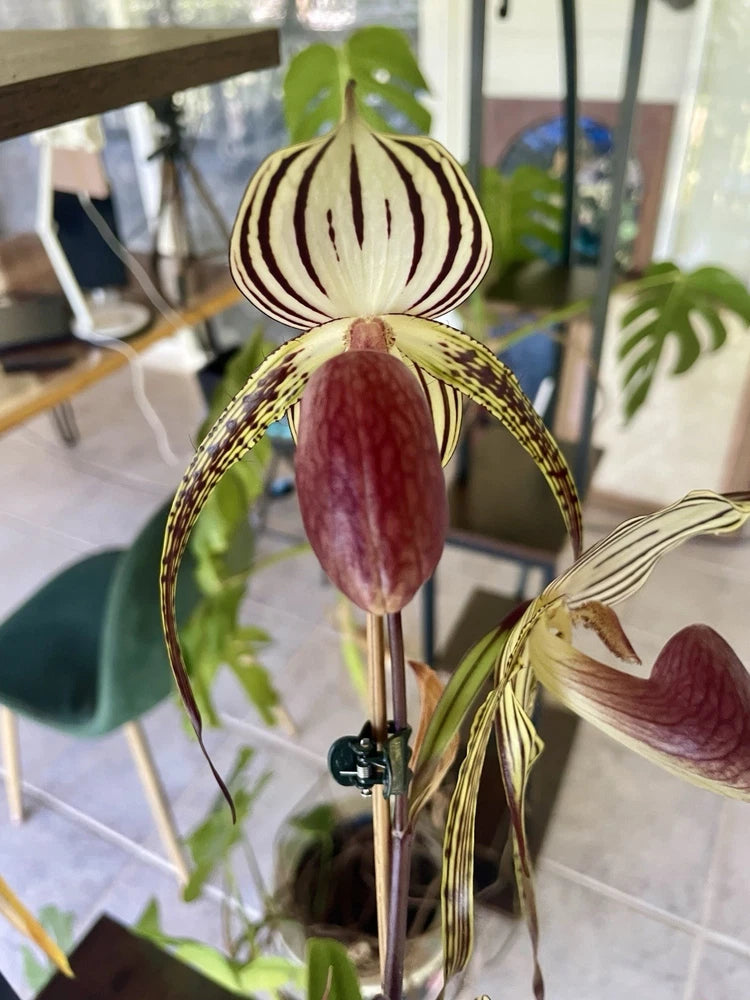 Lady Isabel orchid with maroon pouch and striped petals, close-up on stem