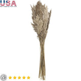 Natural Dried Pampas Grass Bouquet Tall Foliage Centerpiece Home Decor New Pampas Grass