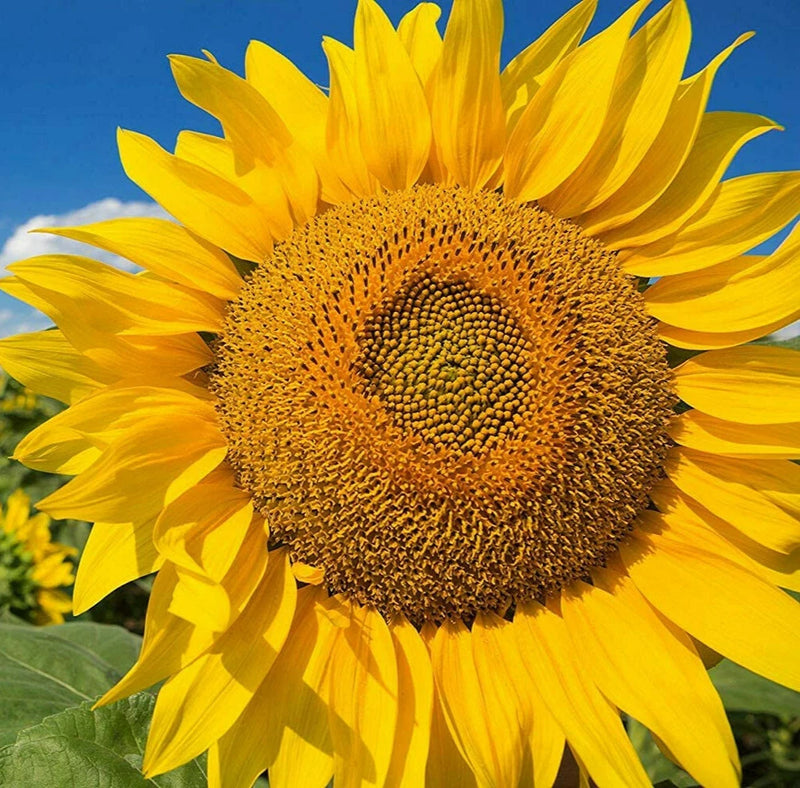SUNFLOWER FLARE 50 seeds FLOWER GARDEN cottage HEDGE BORDER dwarf SPRING SUMMER Sunflower