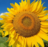 SUNFLOWER FLARE 50 seeds FLOWER GARDEN cottage HEDGE BORDER dwarf SPRING SUMMER Sunflower