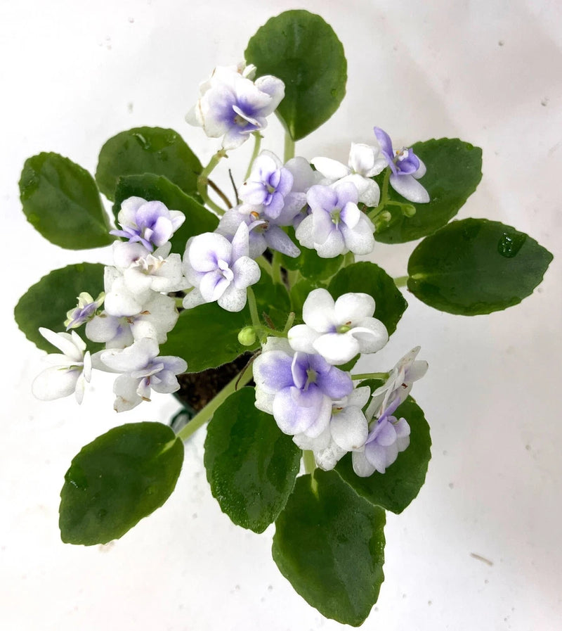 Floriferous violet orchid plant with purple and white blossoms and round green leaves