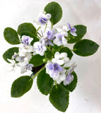 African Violet Jolly Orchid (M) - Floriferous!--TWO LEAVES Orchids