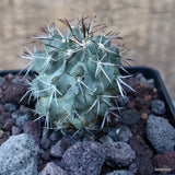 D3533 COPIAPOA CUPREATA KK1382 pot10-H6-W5 cm MaMa Cactus Green Plant