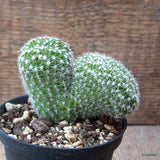 D7265 ECHINOPSIS OXYGONA CRESTED pot10-H8-W10 cm MaMa Cactus Green Plant