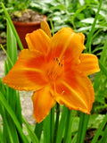 5 ROCKET CITY DAYLILY SEEDS  - Hemerocallis Rocket city' Garden Plants