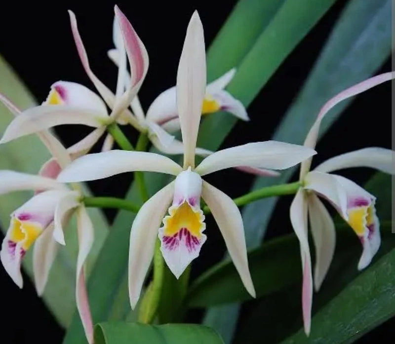 White and purple orchid live plant with multiple star-shaped blooms and green leaves