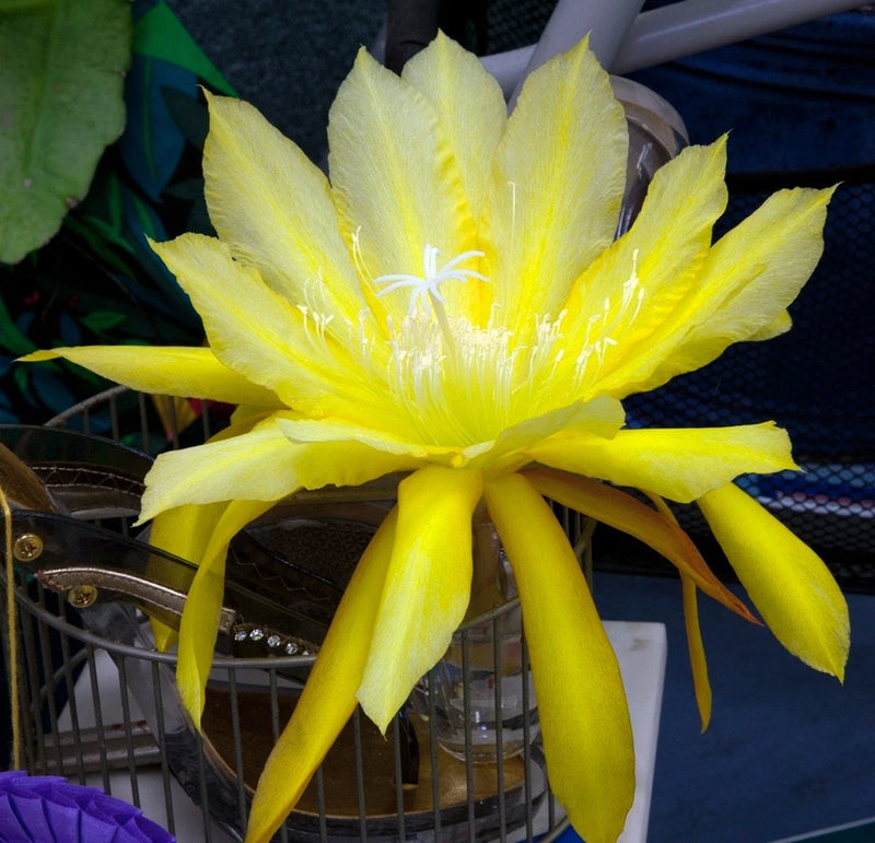 Yellow orchid cactus flower in Don's Quart pot, long pointed petals