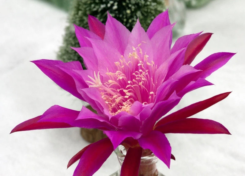 Orchid cactus flower with bright magenta petals and yellow-gold center