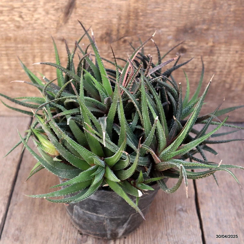 Variegated Haworthia attenuata succulent in small pot, spiky green leaves