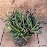 A9903 HAWORTHIA ATTENUATA VARIEGATED pot14-H16-W26 cm MaMa Cactus Green Plant