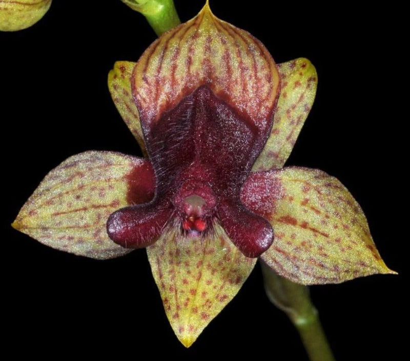 Trichoceros muralis Orchids