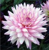 20 SEEDS for Baby Pink White DAHLIA rare flower exotic garden plant USA Seller Garden Plants