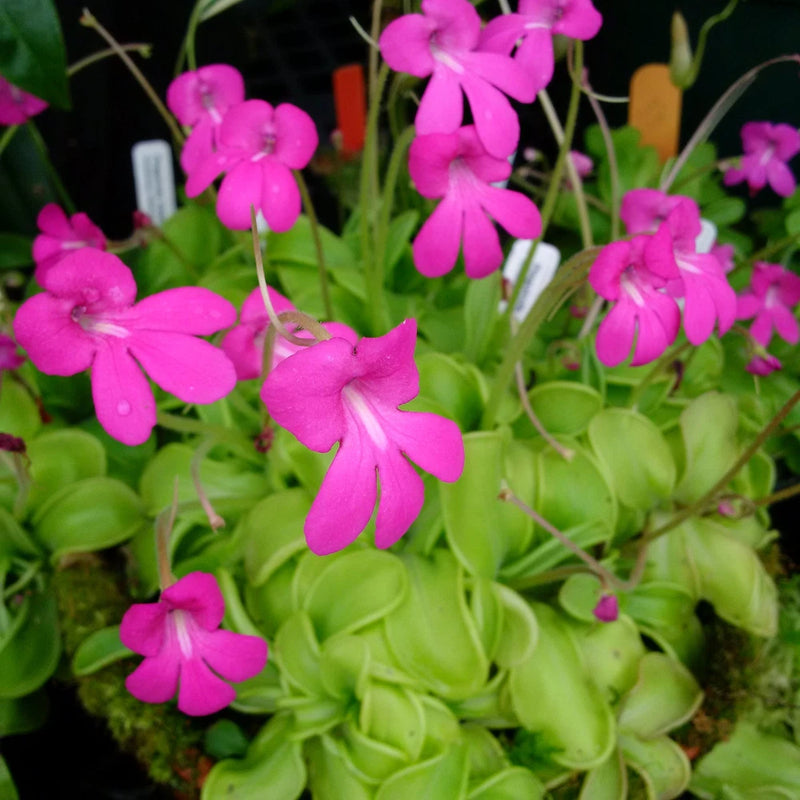 Carnivorous plant with green rosettes and clusters of bright pink, five-petal flowers