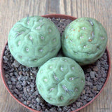 D6844 TEPHROCACTUS GEOMETRICUS 4 BALLS pot10-H7-W9 cm MaMa Cactus Green Plant