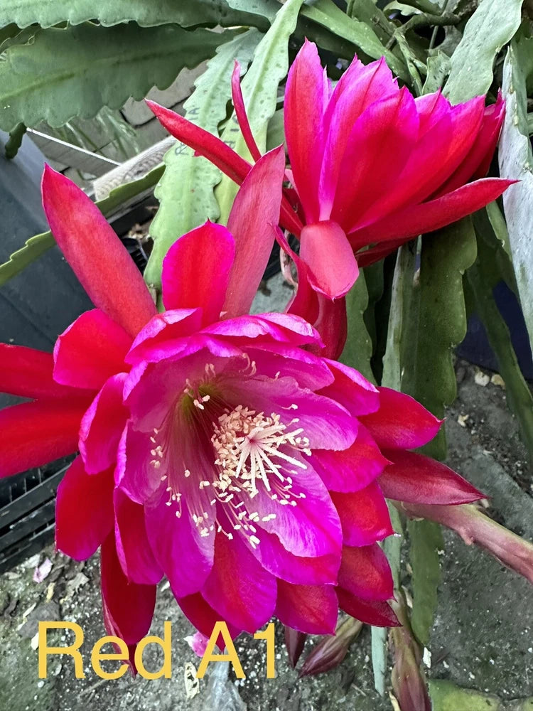 Red A1 Epiphyllum orchid cutting with vibrant fuchsia-red blooms and petals