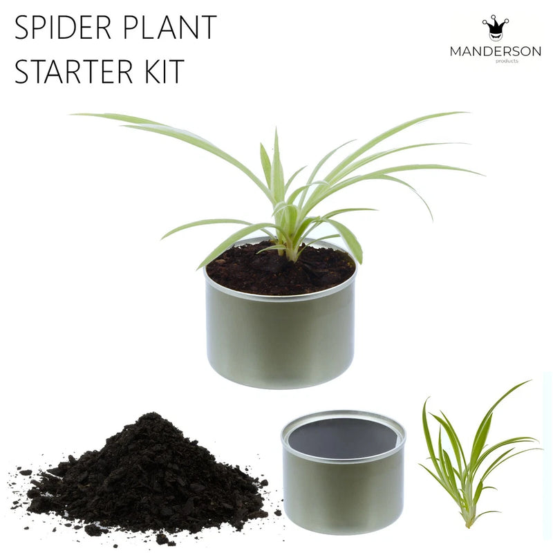 Spider plant starter kit with mini gray tin pot, spider plant, and potting soil