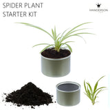 Spider Plant Starter Kit Recycled Gray Mini Tin Pot Garden Soil Pup Easy To Grow Garden Plants