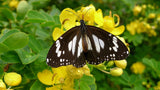 CASSIA ALATA MEDICINAL SENNA Candle Bush tree -BUTTERFLIES garden plant 50 seeds Garden Plants