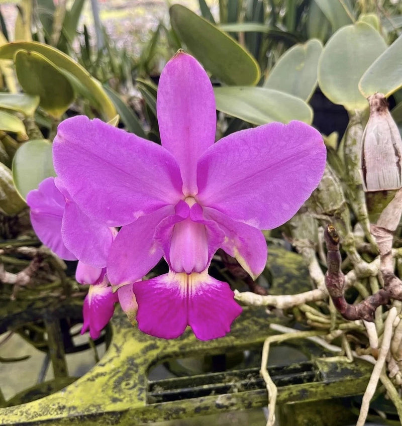 Purple Cattleya Walkeriana potted orchid with five-petal bloom