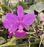 Cattleya Walkeriana ÔThe ChairmanÕ AM/AOS Potted Orchids